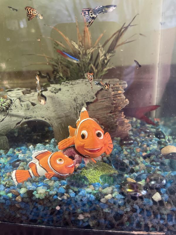 My grandchildren’s newest joy in my aquarium!