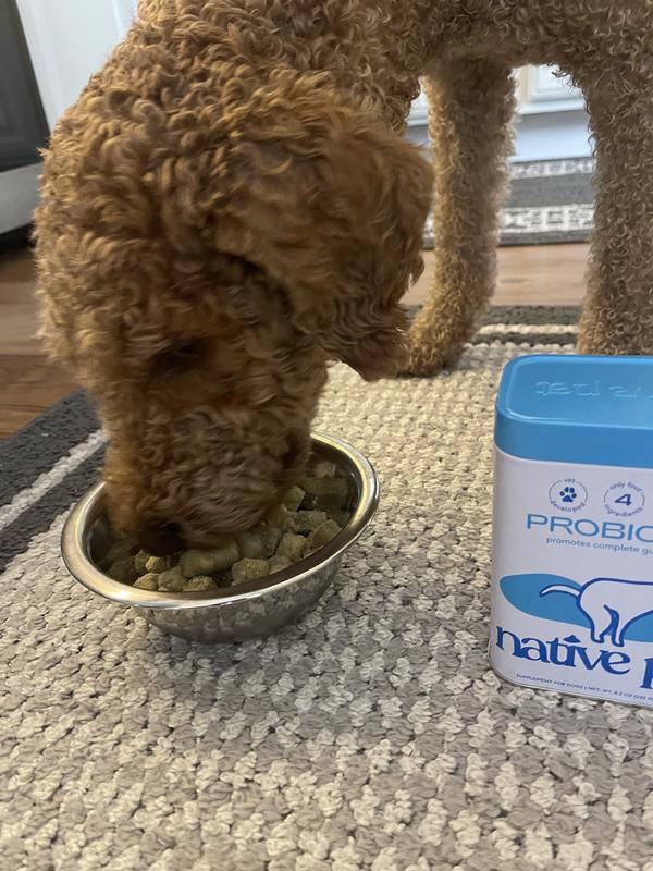 Picky Poodle Approved!