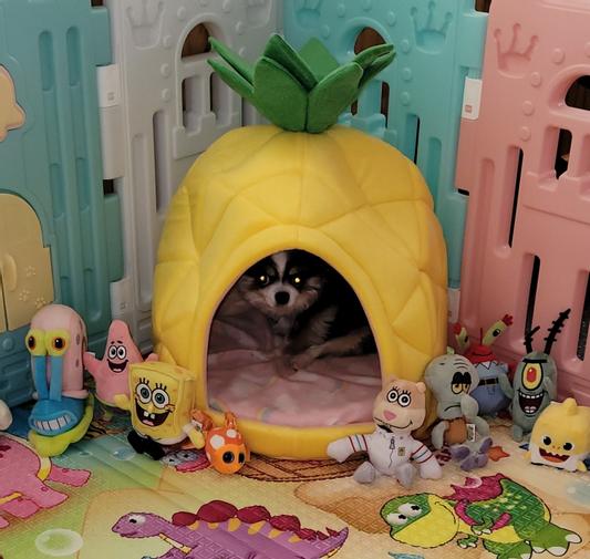 Chewy pineapple outlet bed