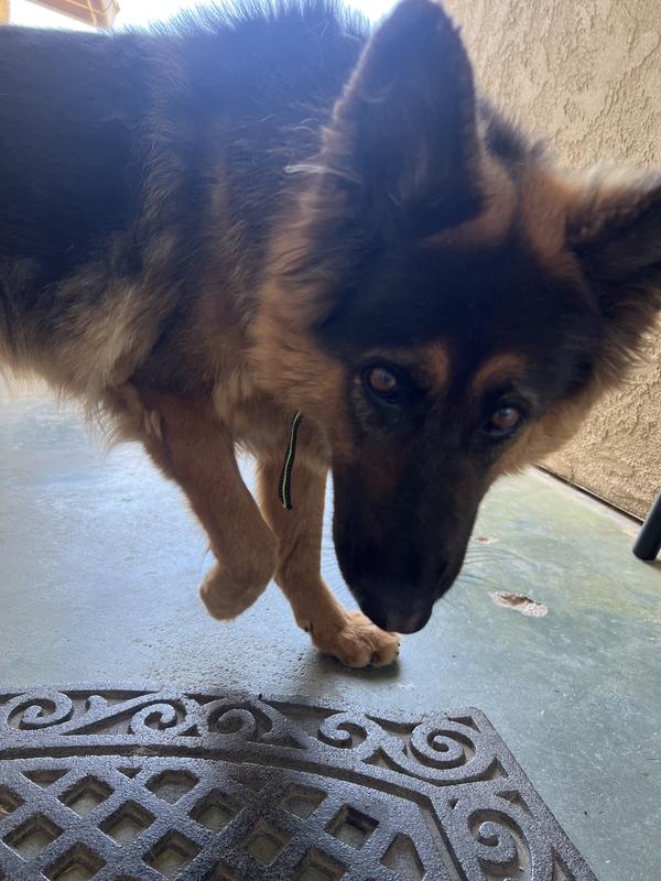 Who I bought the bowl set for: