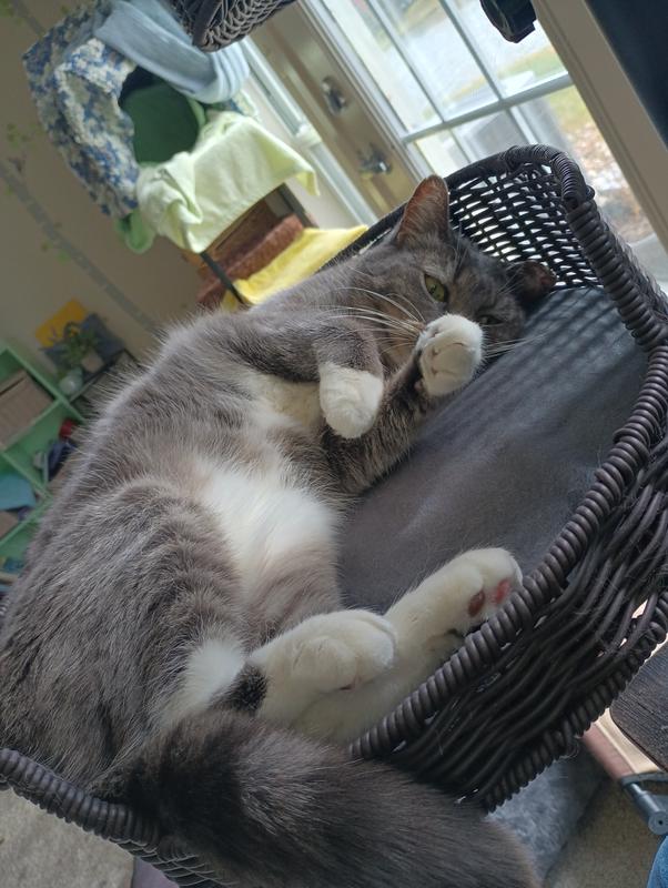 Petra is an average size cat of about 10 lbs and has room to spare in the lower bed!