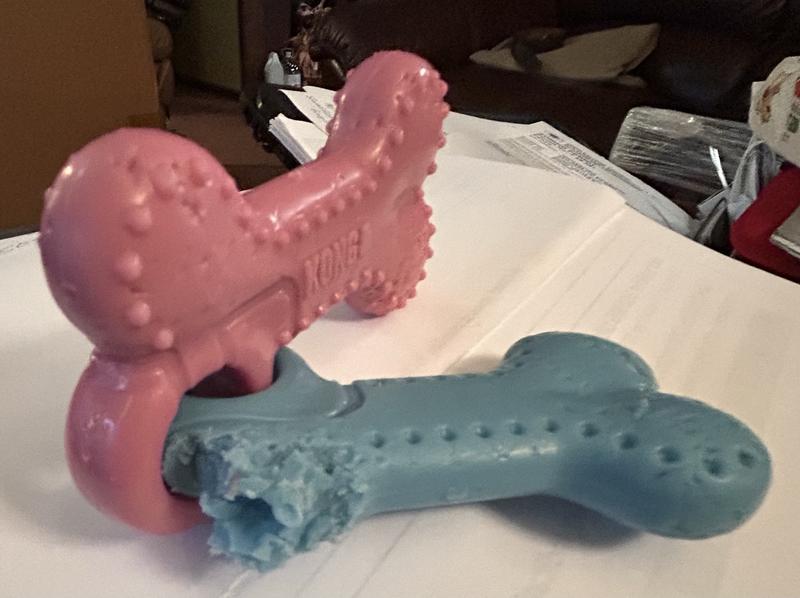 45 Minutes and Kong Destroyed by 12 week old mixed breed puppy !!