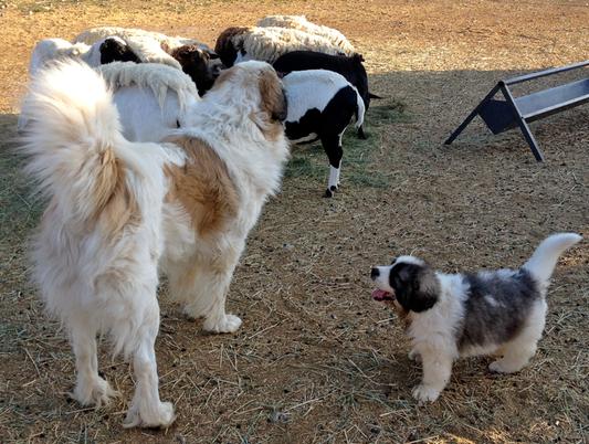 Pyrenean Mastiff Troy and son in my sheep