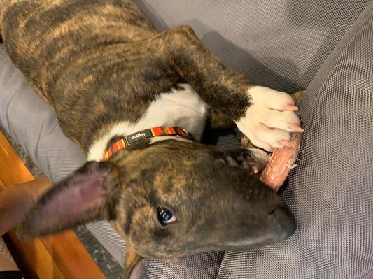 Sammy_theMiniBull enjoying his bully chew