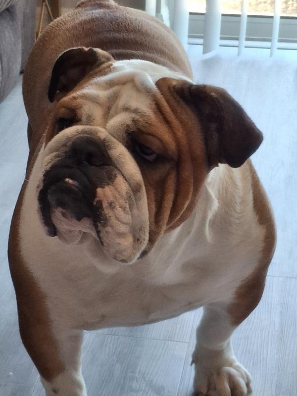 Nellie is an English Bulldog