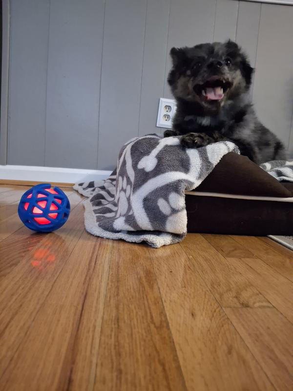 Rocky with his new toy
