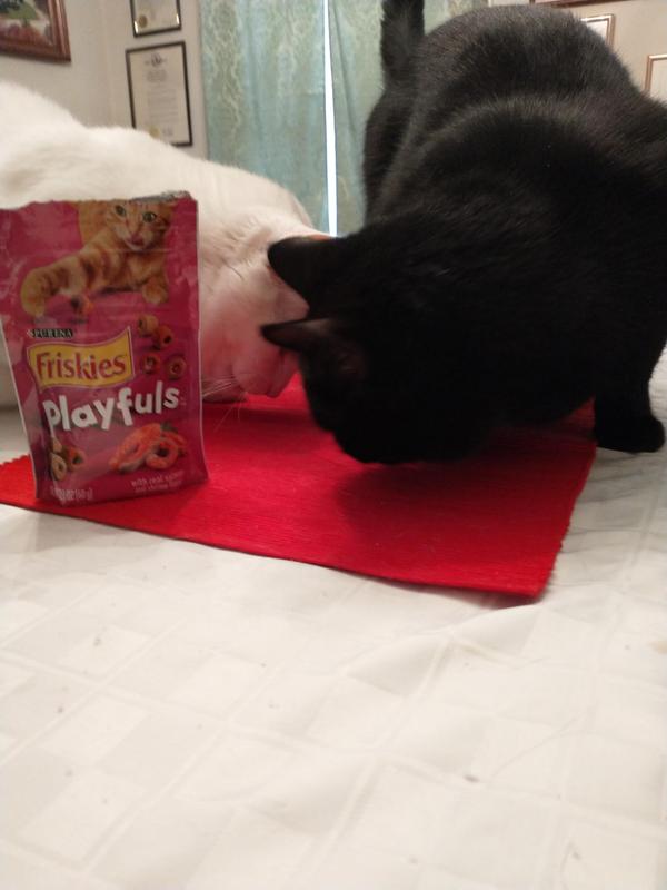 A Feline Fan Favorite!