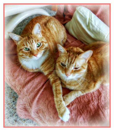 AFTER Feliway!