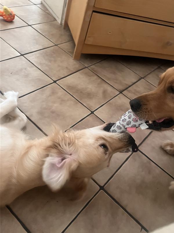 Playtime with another worthy dog plush