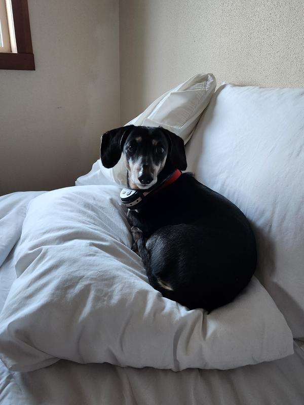 Max, living his best life!