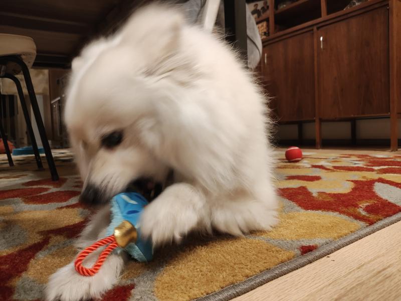 White dog with a dradle squeaky toy between his front paws.