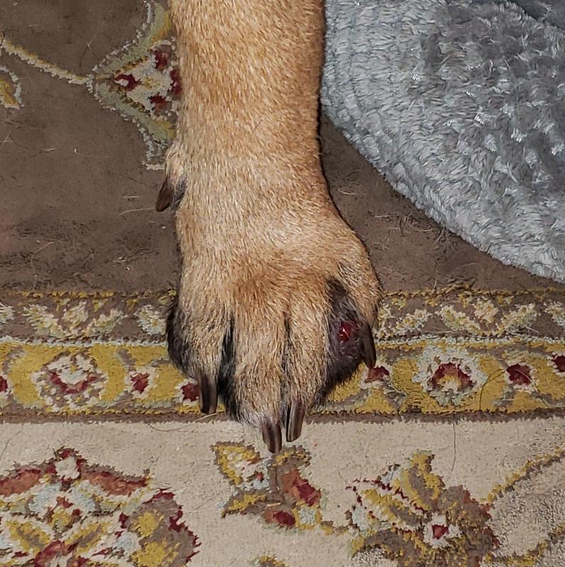Sore Paw and what we are dealing with