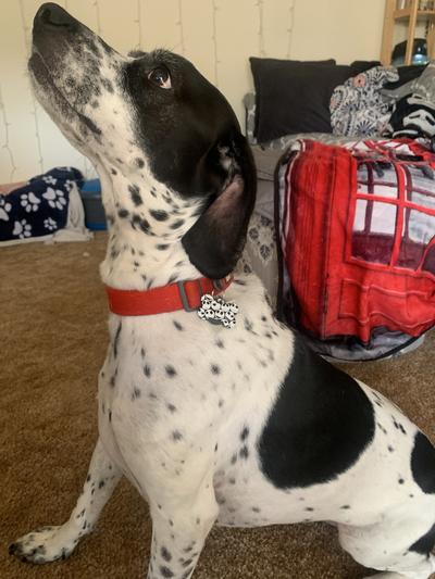 Denver with his new id tag