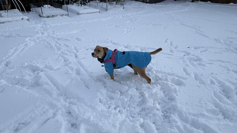 Lila enjoying the snow in her new coat!