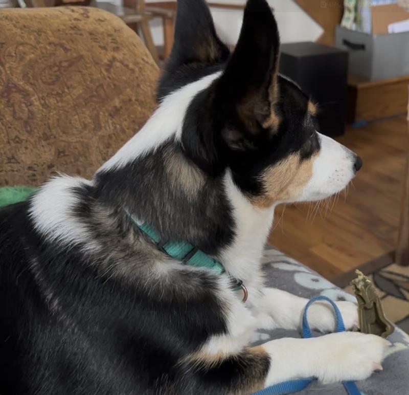 As much as she loves her Whimzees Alligator, Fiona pauses to watch the 2026 Westminister Dog Show Pembroke Corgi Parade.
