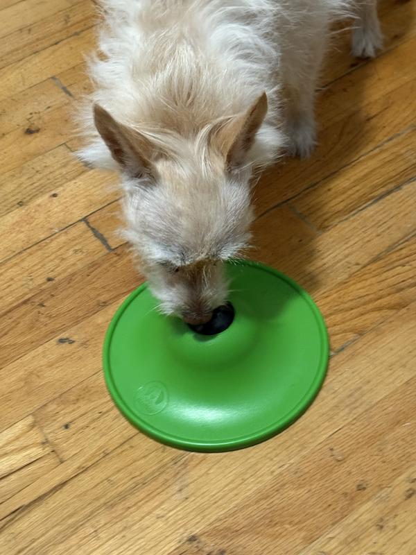 A tentative few licks before she refused to touch it again