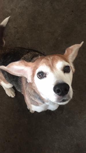 Check out my floppy ears!