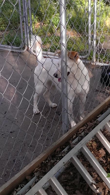 Our loving senior dog, Dusty