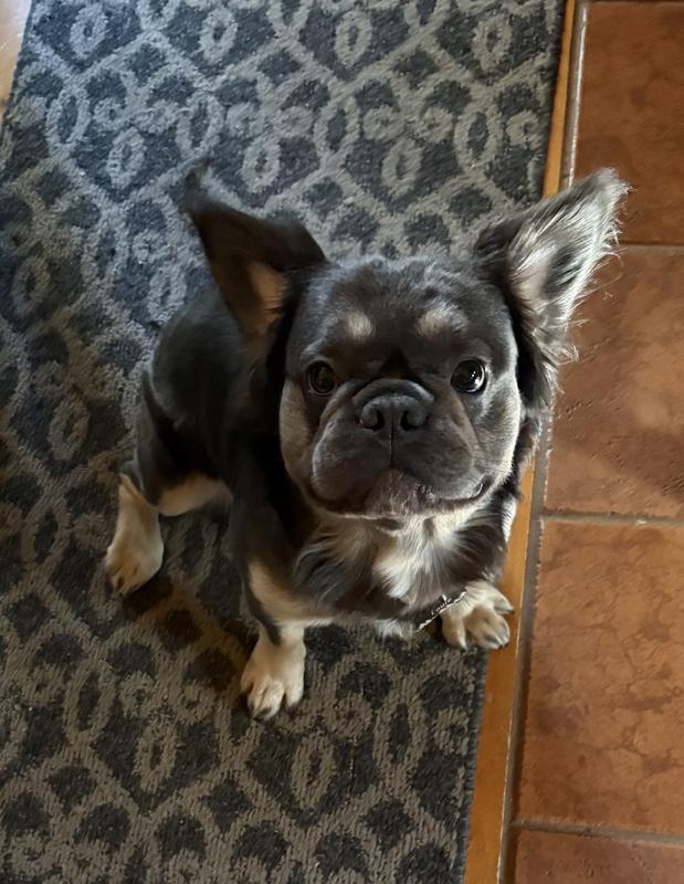 Fluffy Frenchie 1 yr