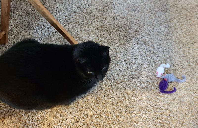 Meow-See-Tongue oversees mousie conference