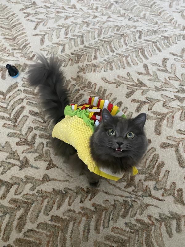 Taco hotsell cat outfit