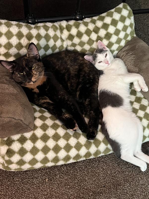 My sweet grand kitties chilling on their couch!