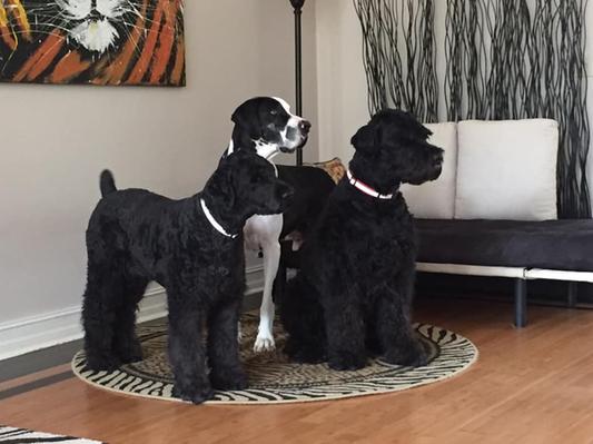 Waiting for mom to bring them a treat.