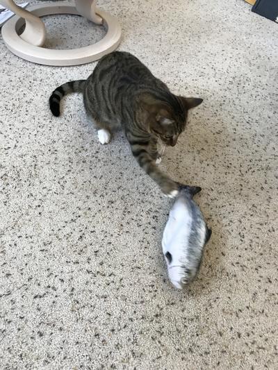 Hopper loves fish!