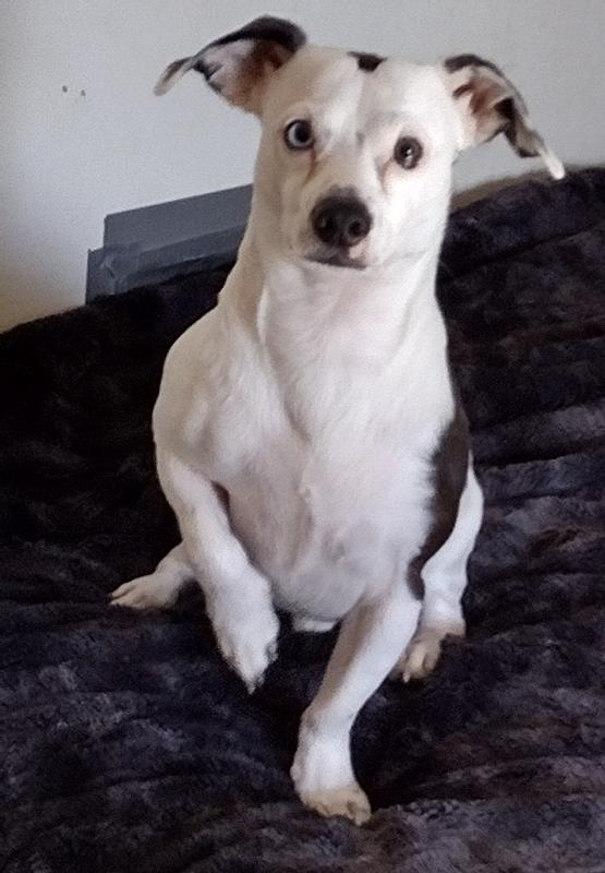 Actual "reviewer"...