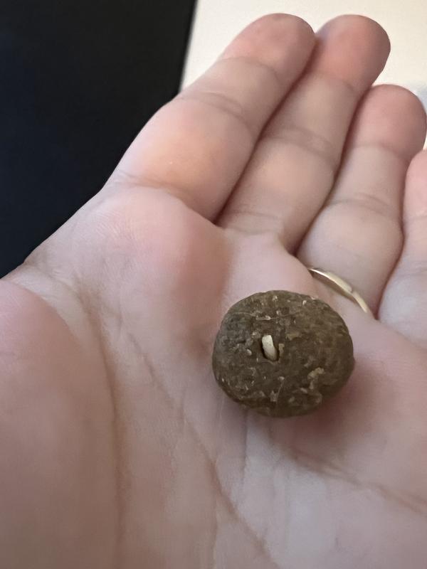 Fish bones in kibble