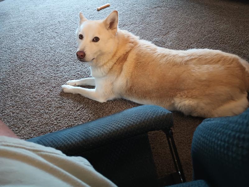 This is Canela a 5 year old Siberia husky. She was a rescue.