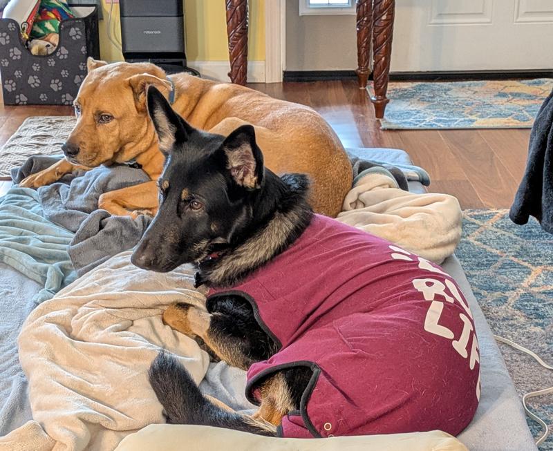 Very helpful to stop her and her brother both from licking her incision.