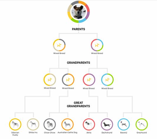 Embark Breed Identification Kit | Most Accurate Dog DNA Test | Test 350+  Dog Breeds | Breed ID Kit with Ancestry & Family Tree