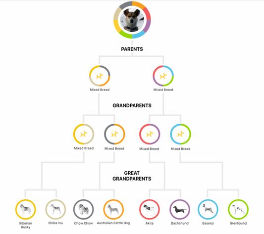 EMBARK Breed Identification & Health Condition Identification DNA