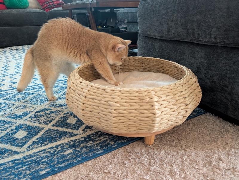 This is the most my cat wants to interact with this bed for now