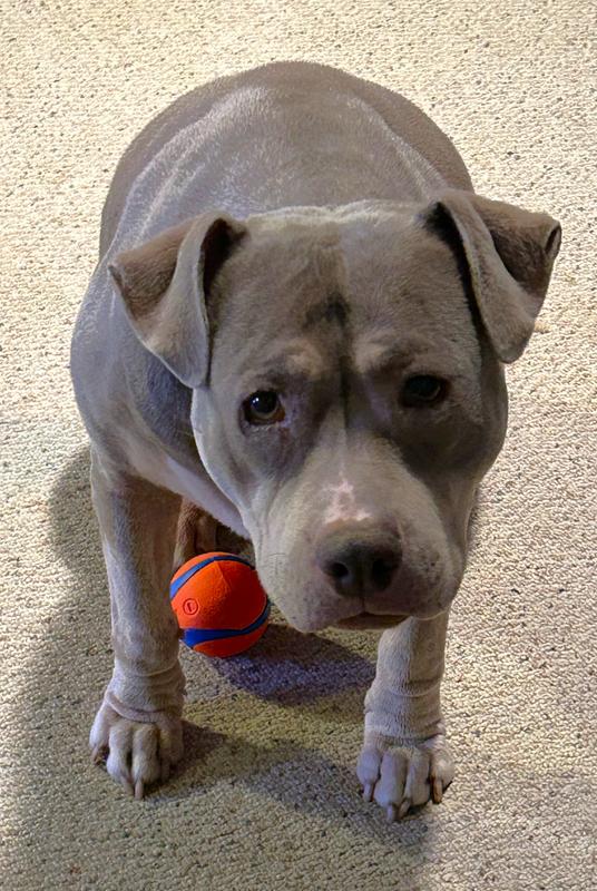 This is my ball, and I only share if I want you to throw it.