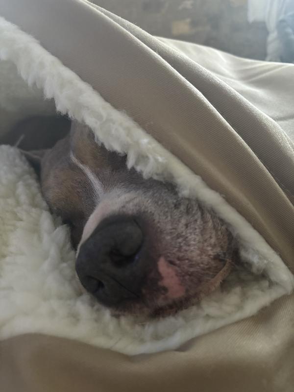 Not a small pup by any means but fully snuggled up with plenty of room to spare in his XL cozy cave!