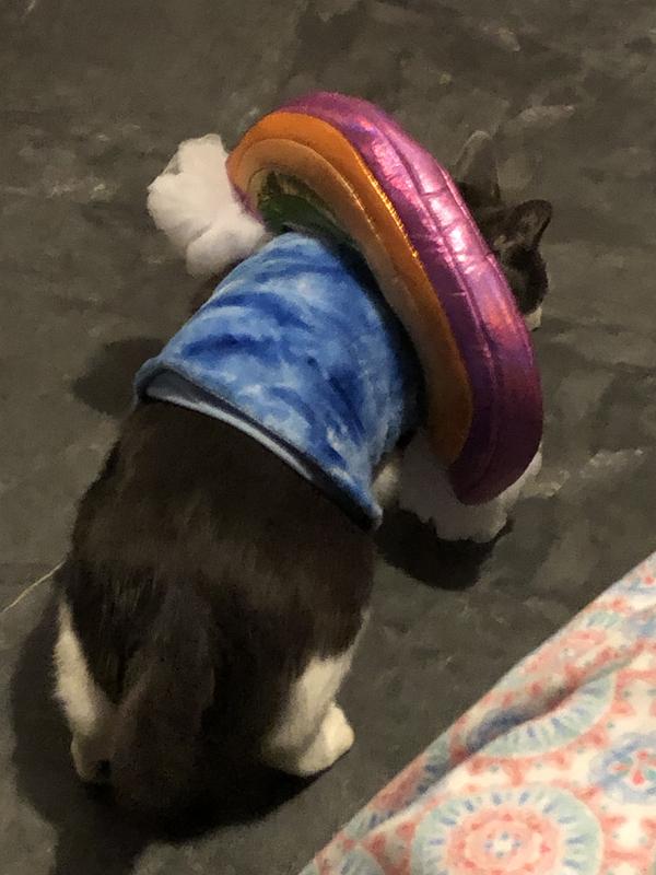 FRISCO Over the Rainbow Dog & Cat Costume, Small