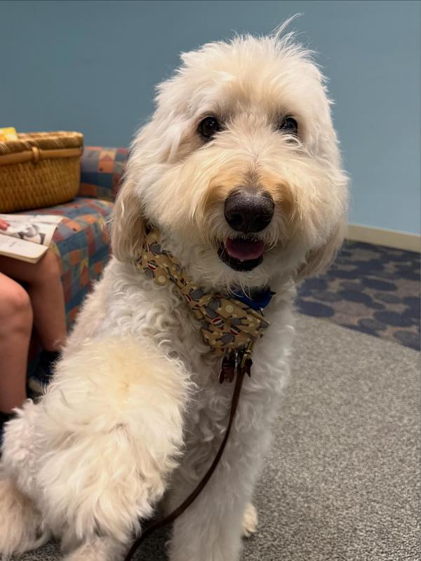 13 year old goldendoodle rescue doing therapy dog work at the library