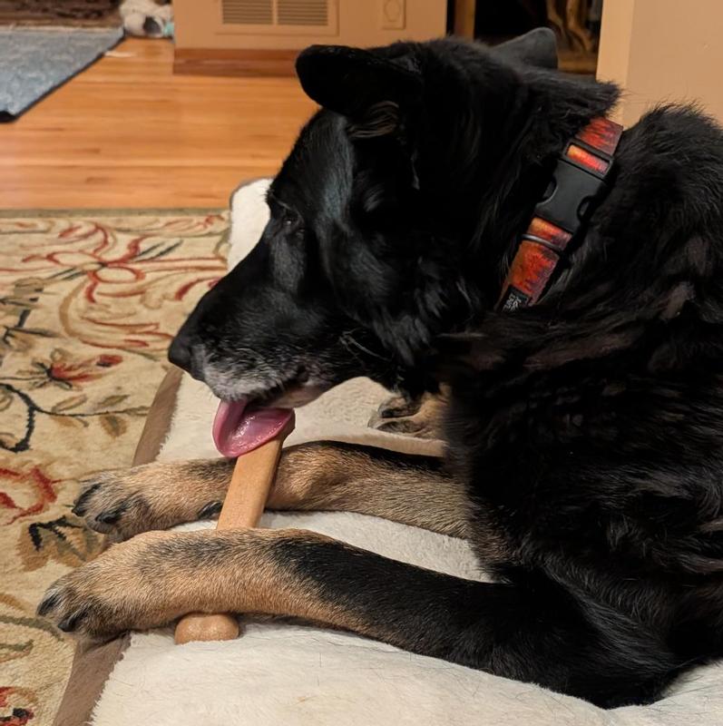 The Old Man and the Nylabone