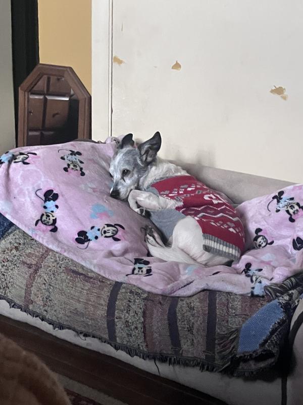 This is Tater bug.  She has heart disease and really needed that medicine and they were on the ball.❤️❤️