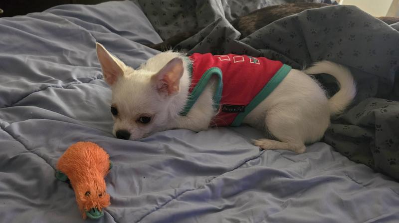 Tink may never forgive me.