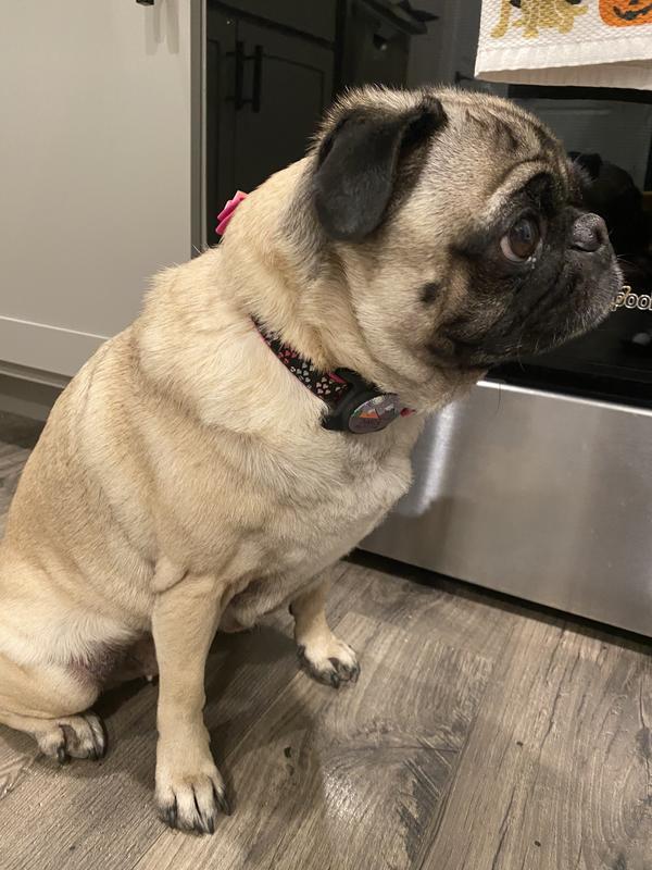 My little pug doesn’t mind it at all. She has the other kinds of dog tags that jingle