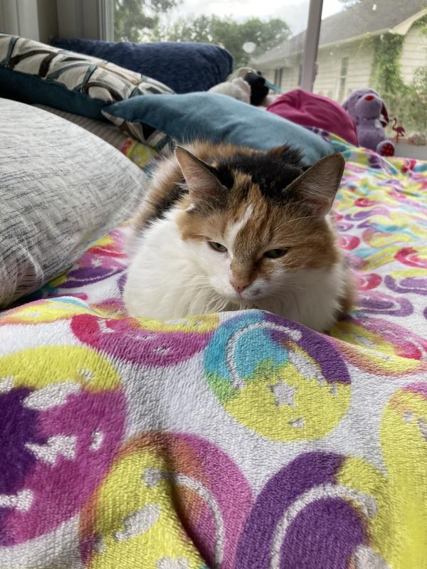 A seizure free kitty girl