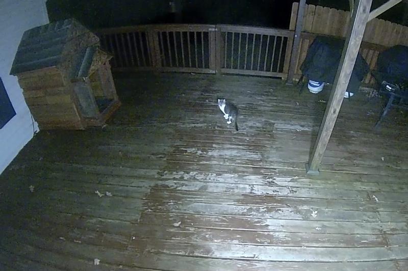 This is a stray cat we call patches