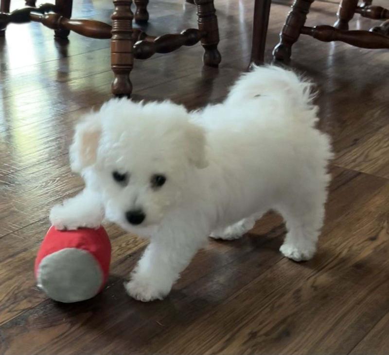 My Bichon Frise ANGEL Loves Her New Food