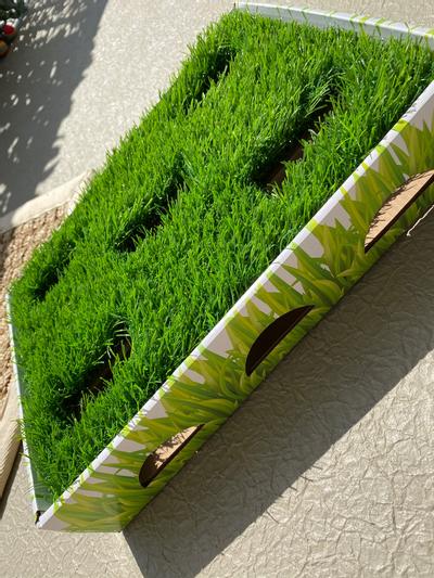 Grass patch outlet hunting box