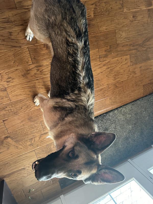 The part in his fur went away shortly after application!