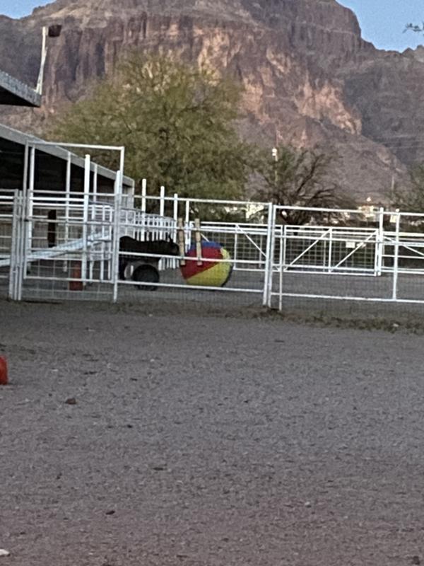 Eddie Murphy (mini donkey) dragging his ball around