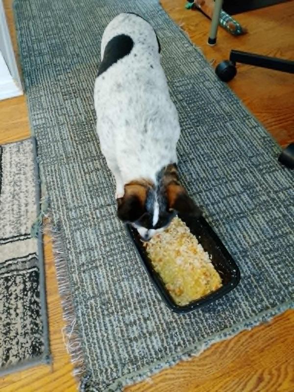 Dog actually EATING fud